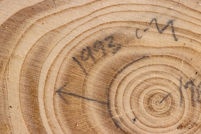 Tree 'Cookies' are used to study climate changes over time.