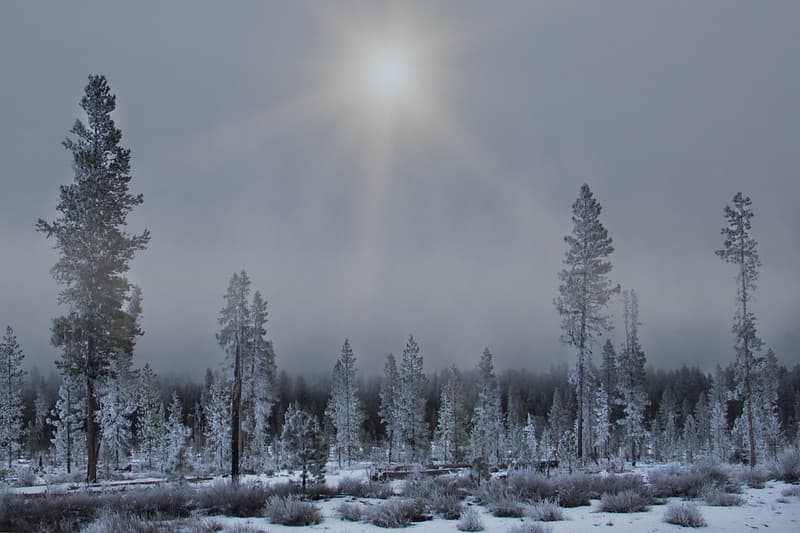 Freezing fog on trees outside Sunriver, Oregon