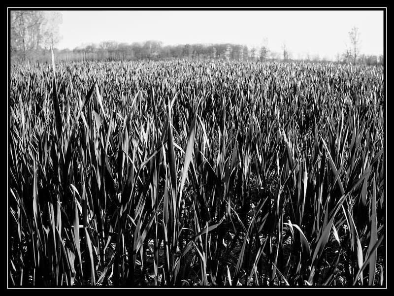 The wheat field