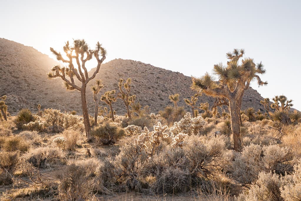 Joshua tree sunset