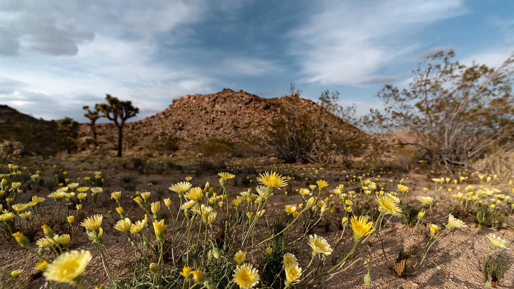 Desert dandelions
