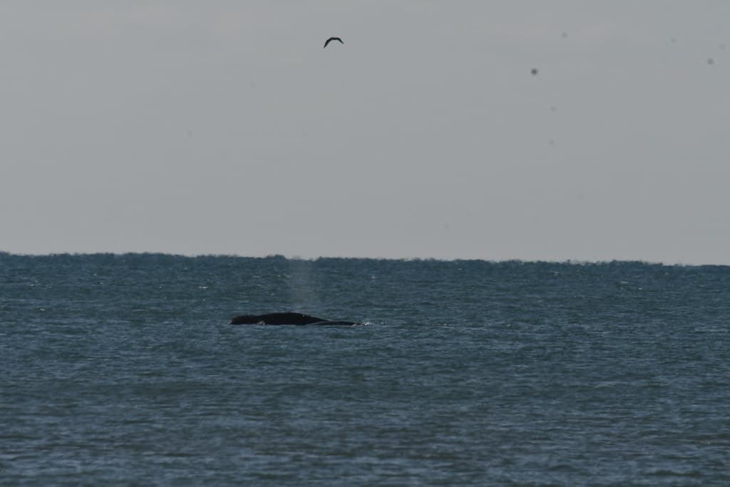 Whale