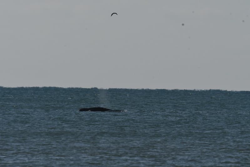 Whale