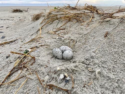 Birdeggs