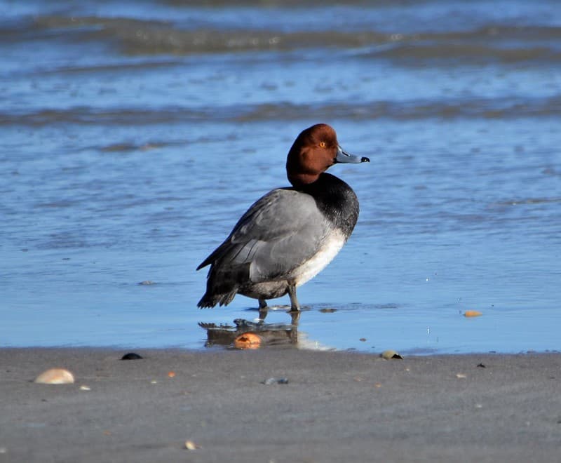 A redhead duck resting along the ocean shoreline north of Ramp 59