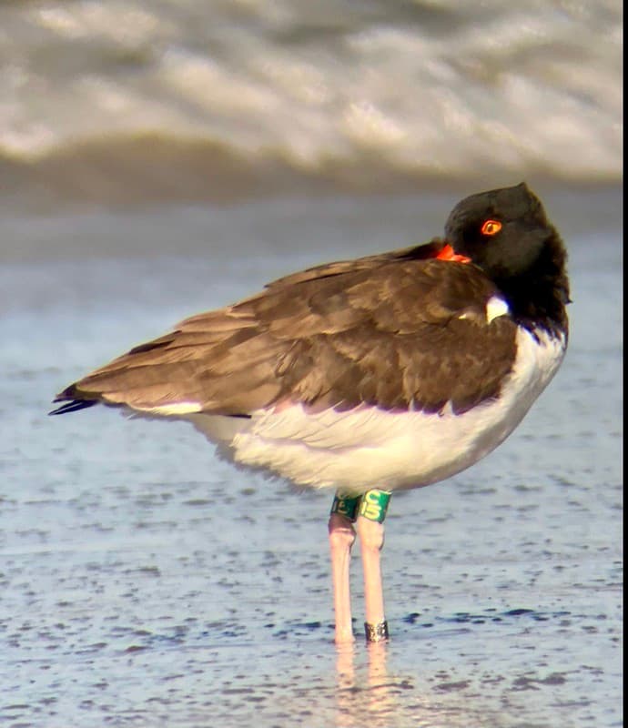 American oystercatcher on Ocracoke Island
