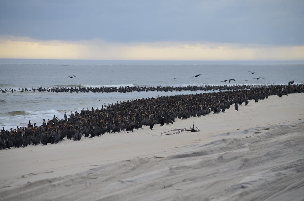 A cormorant colony loitering on Bodie Island Spit