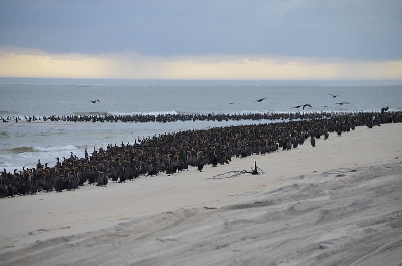 A cormorant colony loitering on Bodie Island Spit