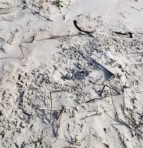 American oystercatcher egg north of Ramp 63 on Ocracoke Island