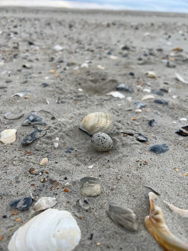 Least tern egg located near Ramp 72 on Ocracoke Island