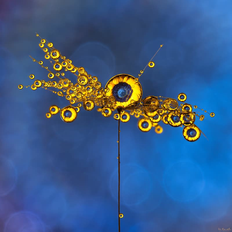 Sunflower Dreams