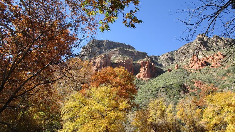 Arizona - Sedona: Oak Creek Canyon - Golden in the fall
