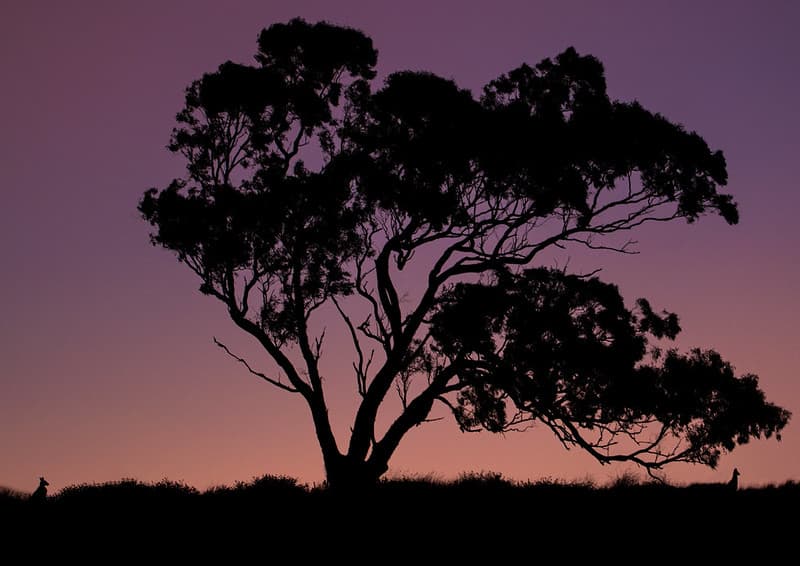Kangaroos at Sunset