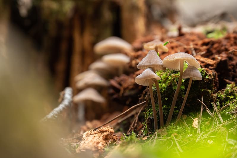 Little Brown Mushrooms