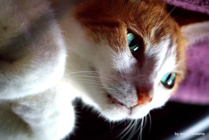 I wonder why I love this CAT - IMG 3475-002