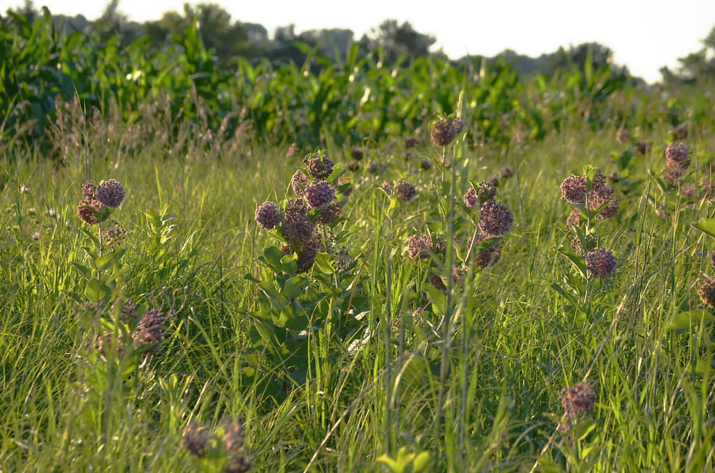 Common milkweed next to a corn field