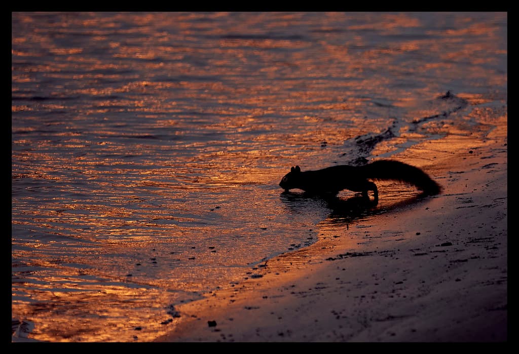 Squirrel drinks @ sunrise on Connecticut River
