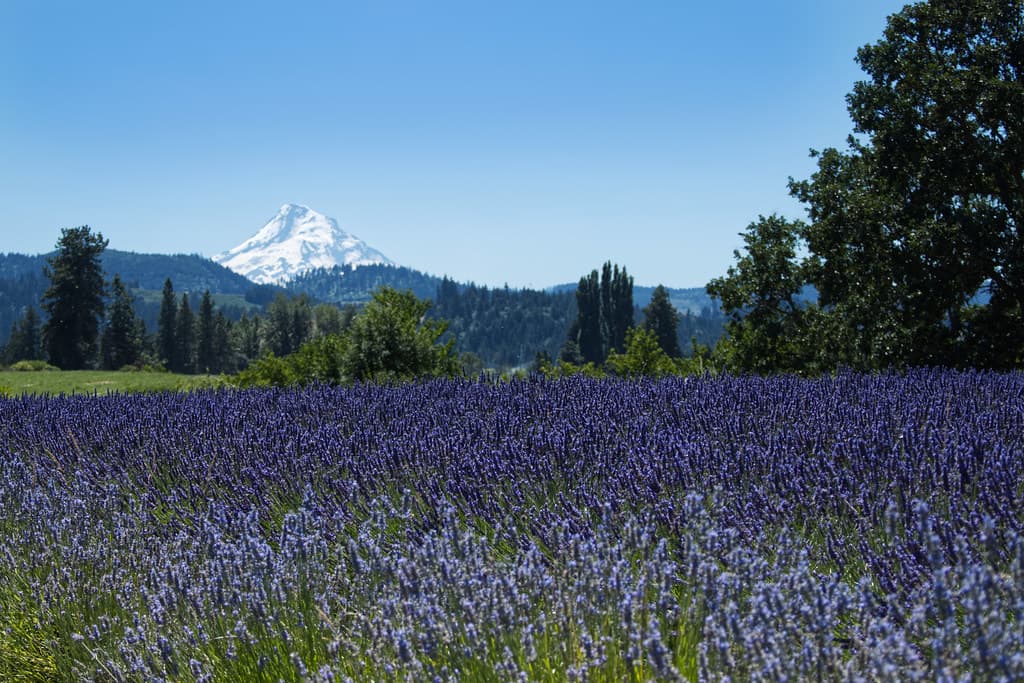 Hope Ranch Lavender Farm, Hood River, Oregon