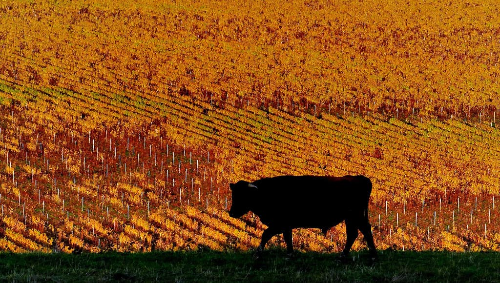 Vineyard silhouette