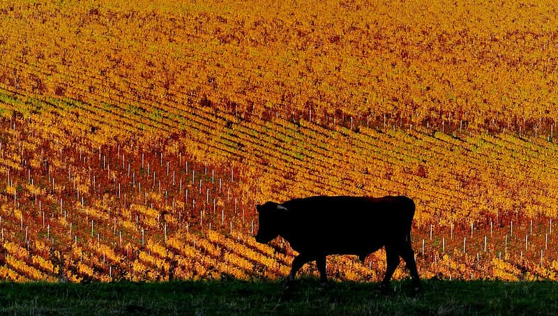 Vineyard silhouette