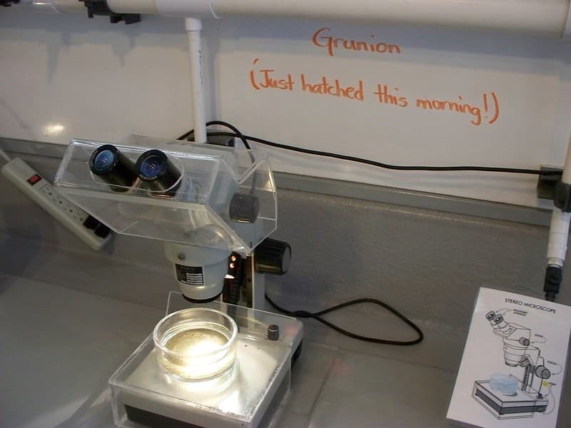 033 A Microscope For Watching Grunions Hatched Hours Ago