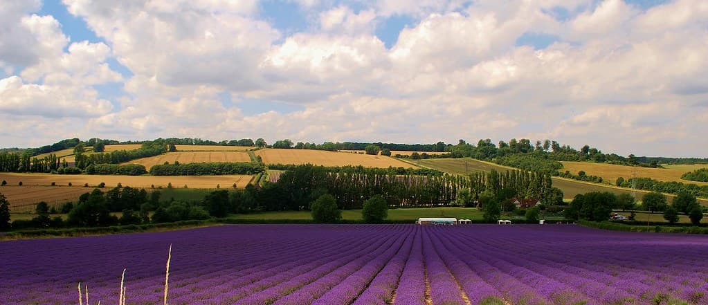 Lavender Fields, Castle Farm, Shoreham, Kent