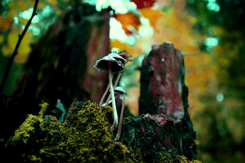 Miracle mushrooms