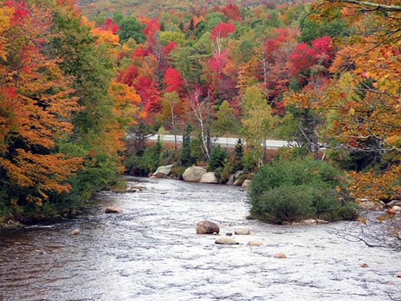 Color, fall, foliage