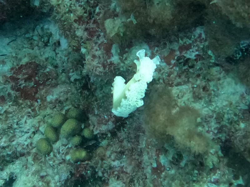Lettuce leaf slug antennae Oil slick Bonaire