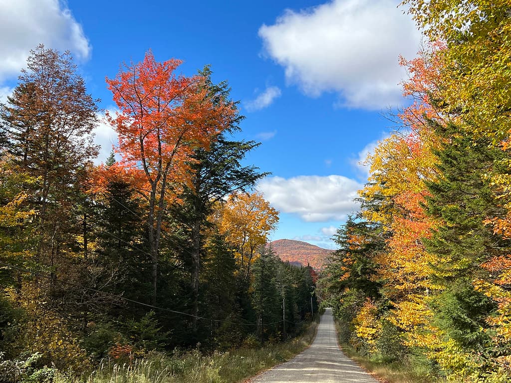 Color, fall, foliage
