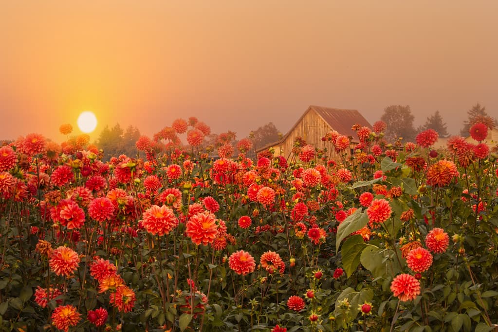 A smokey orange sky and orange dahlias, Willamette Valley, Oregon
