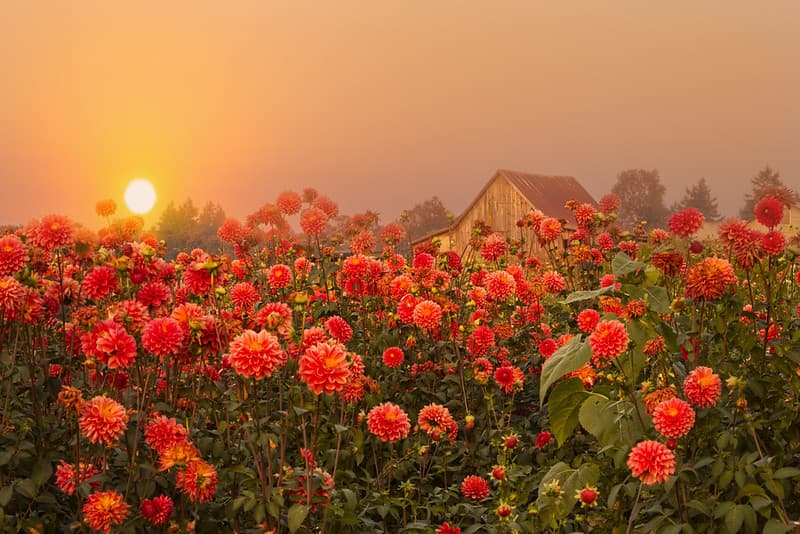 A smokey orange sky and orange dahlias, Willamette Valley, Oregon