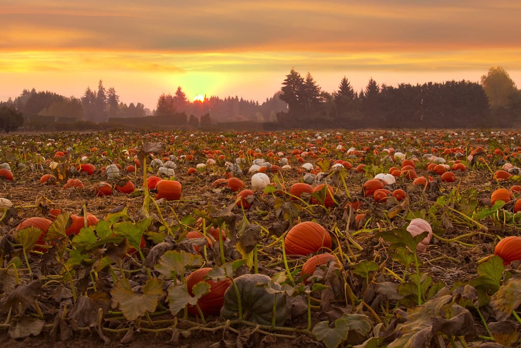Pumpkin field at sunset, Willamette Valley, Oregon
