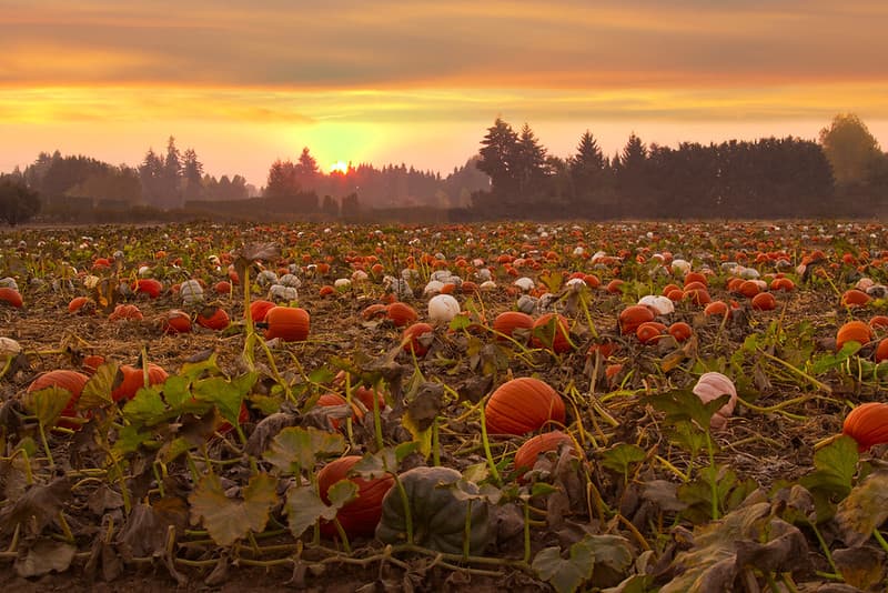Pumpkin field at sunset, Willamette Valley, Oregon