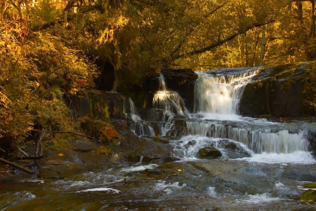 Alsea River on a golden fall day, Oregon