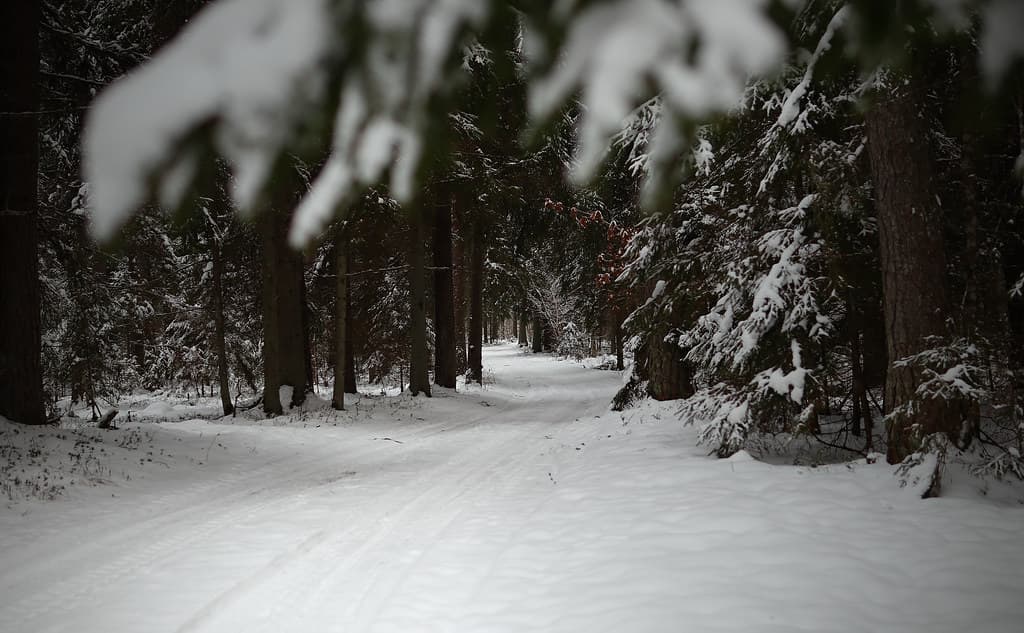 Path in the forest