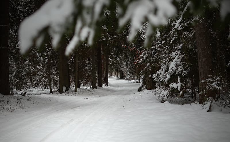 Path in the forest