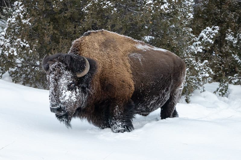 A bull bison with a snow-covered face (2)