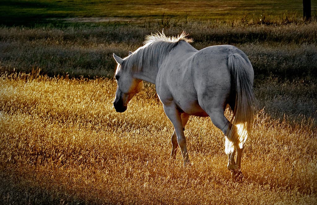 'Silver shadow'