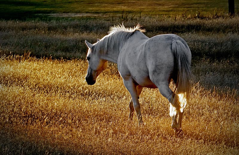 'Silver shadow'