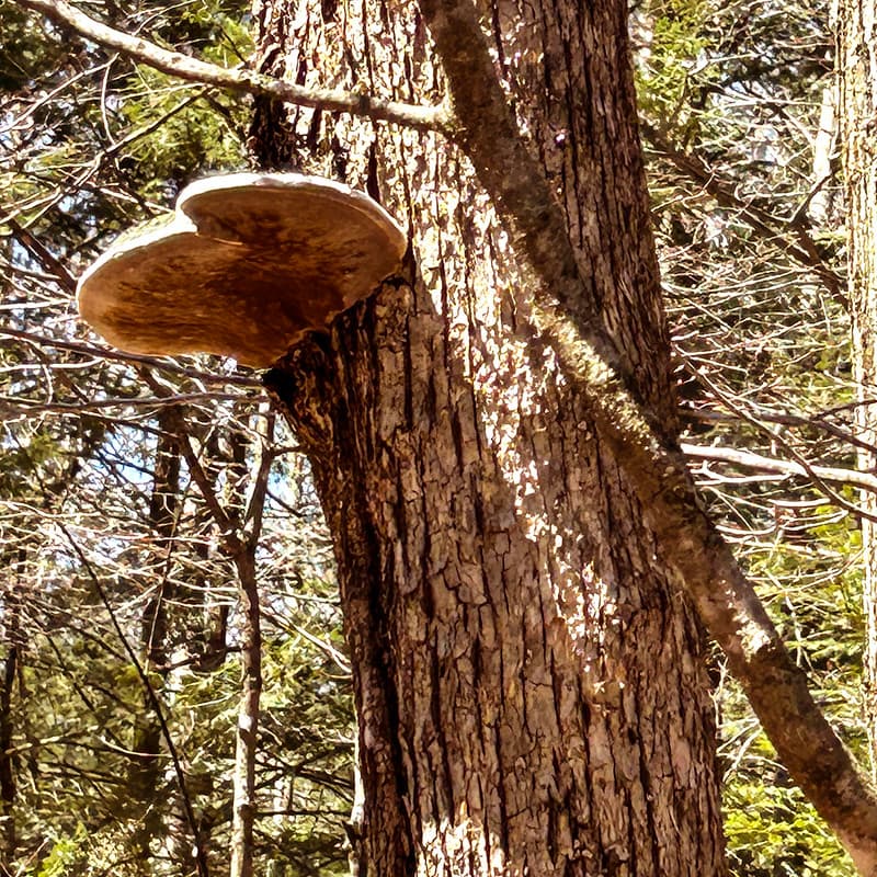 Shelf Fungus Conk