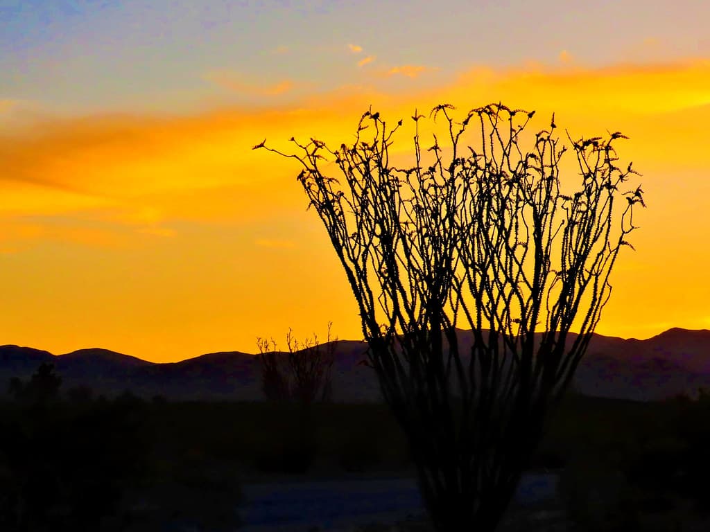 Octillo sunset