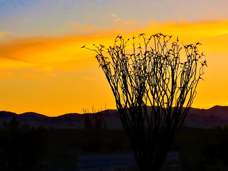 Octillo sunset