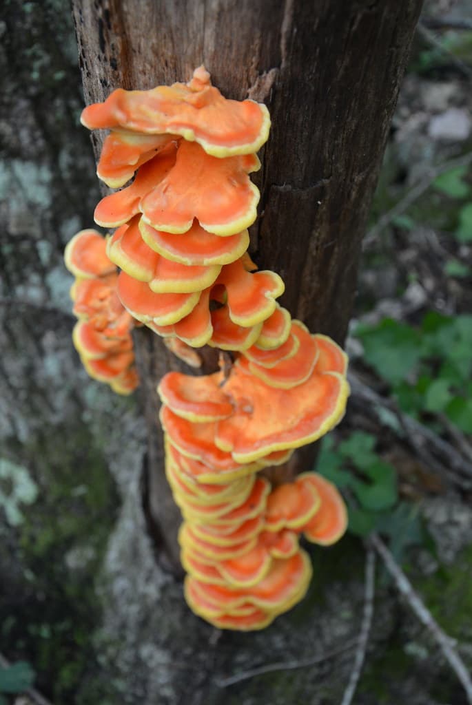 Shelf mushroom