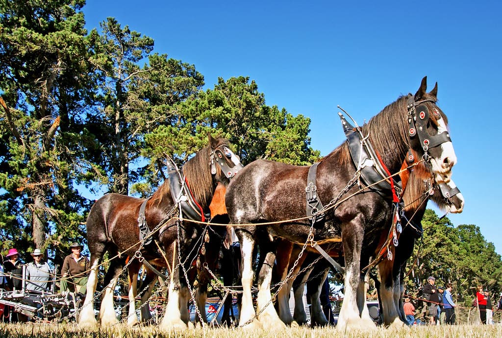 Horse Ploughing (32)