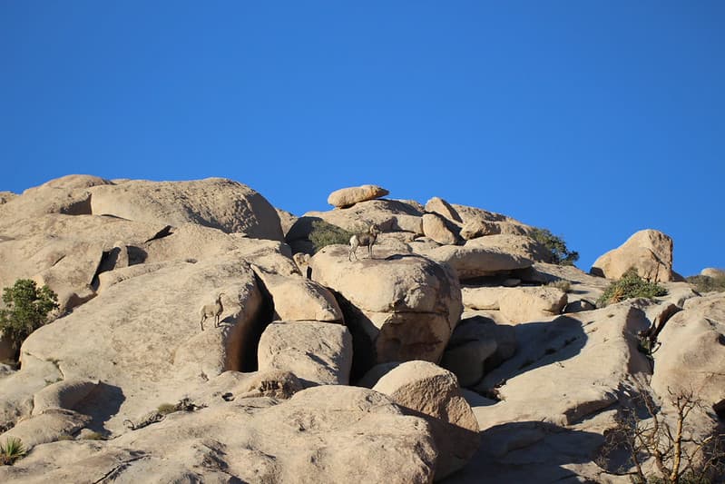 Desert Bighorn Sheep