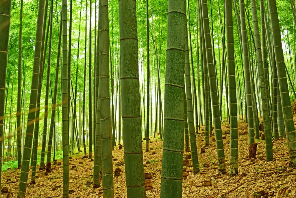 Arashiyama Bamboo Forest Kyoto