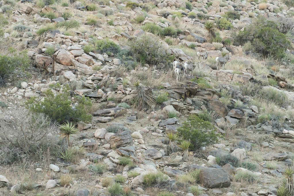 Desert Bighorn Sheep (Ovis canadensis nelsoni)