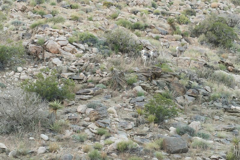 Desert Bighorn Sheep (Ovis canadensis nelsoni)