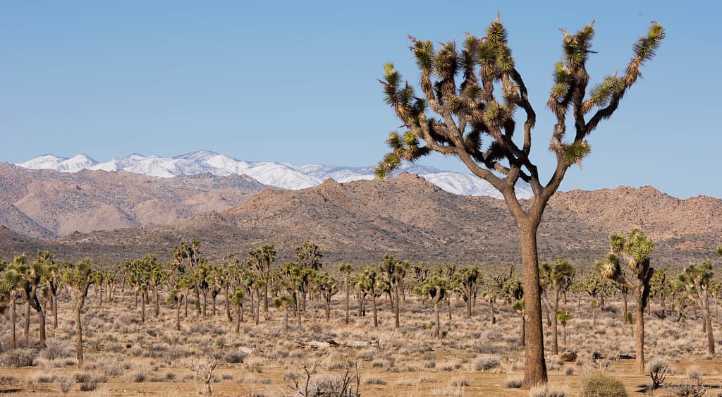 Joshua trees and snow capped mountains